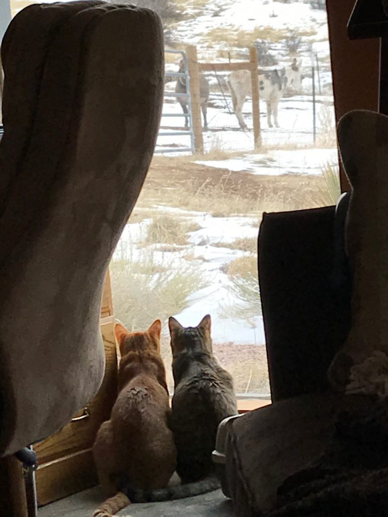 Kitties