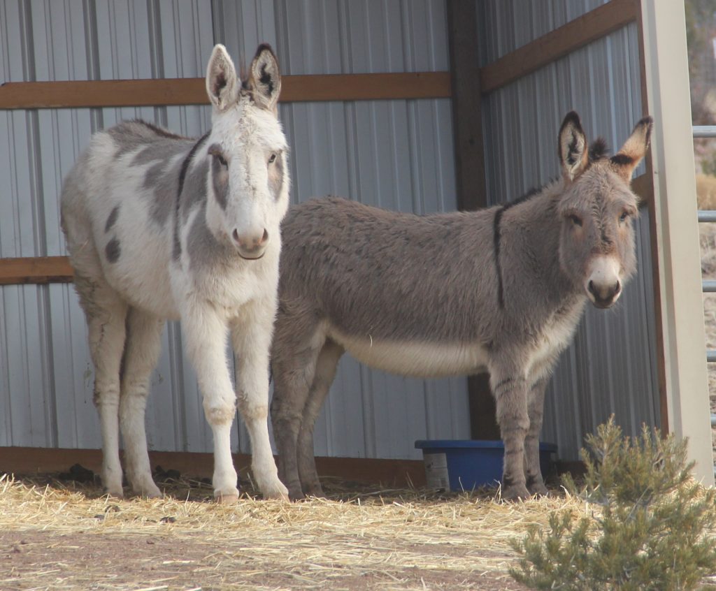 Donkeys